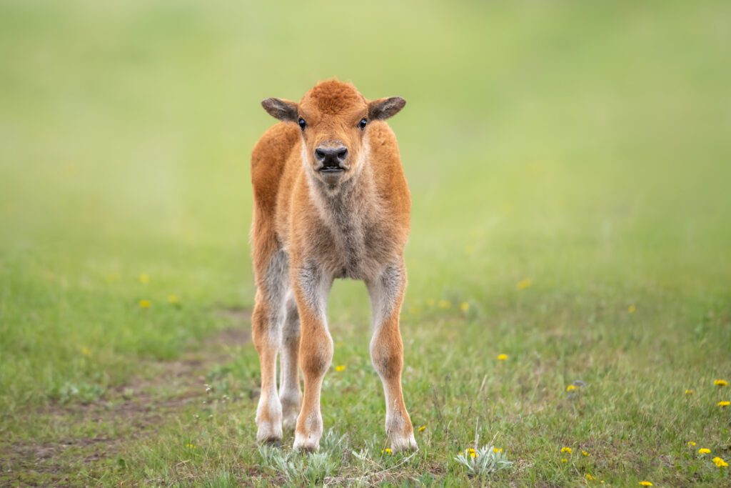 A Spring Baby standing in a grassy field.