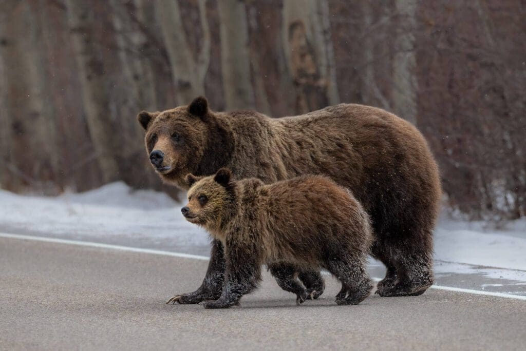 Two Striding with Mom crossing the road.