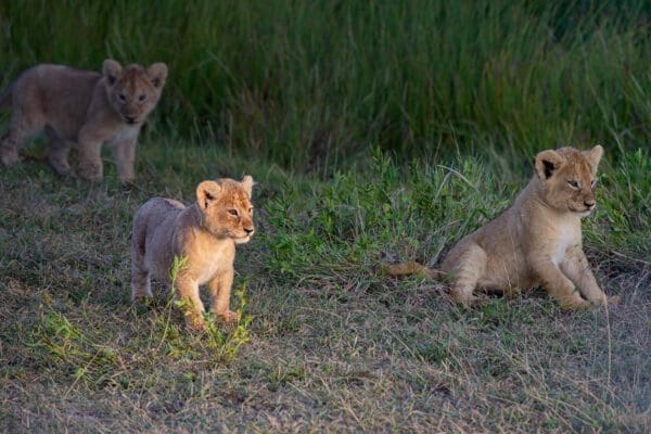 Three Sunrise Rays on a Lion Cub are walking in the grass.