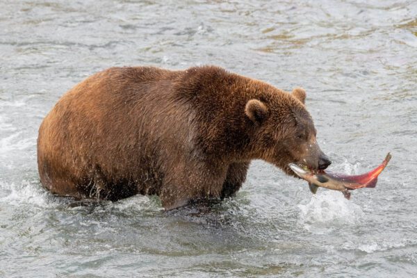 A brown bear with Sushi for Lunch in its mouth.