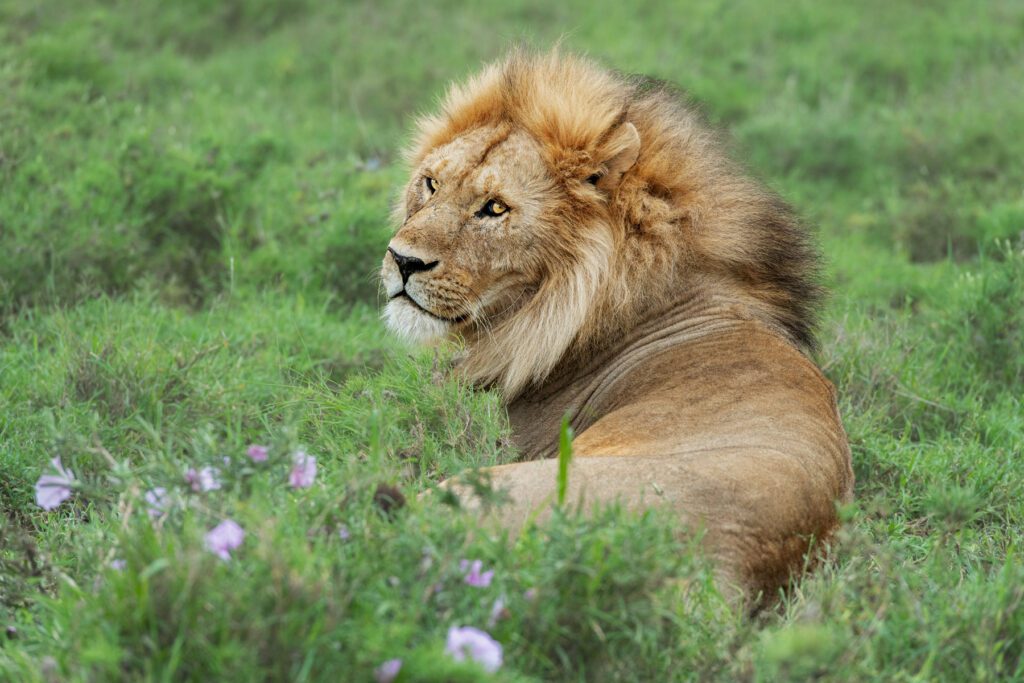 The King at Rest is sitting in a grassy field.