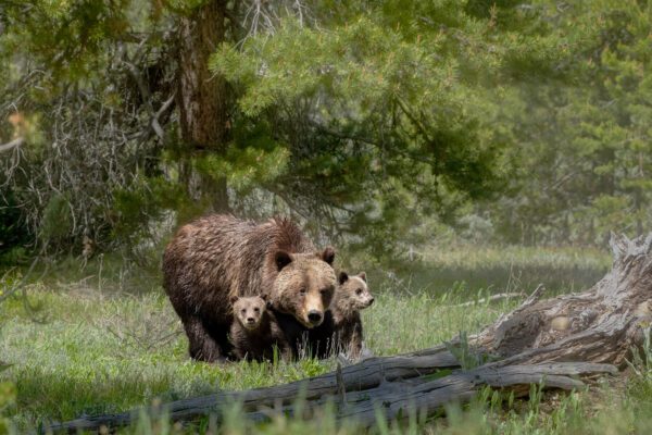 A grizzly bear and her cubs are walking through The Protector.
