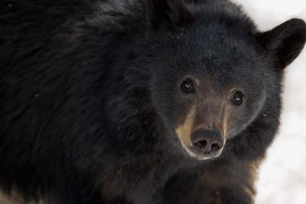 The Curious Bear is walking in the snow.