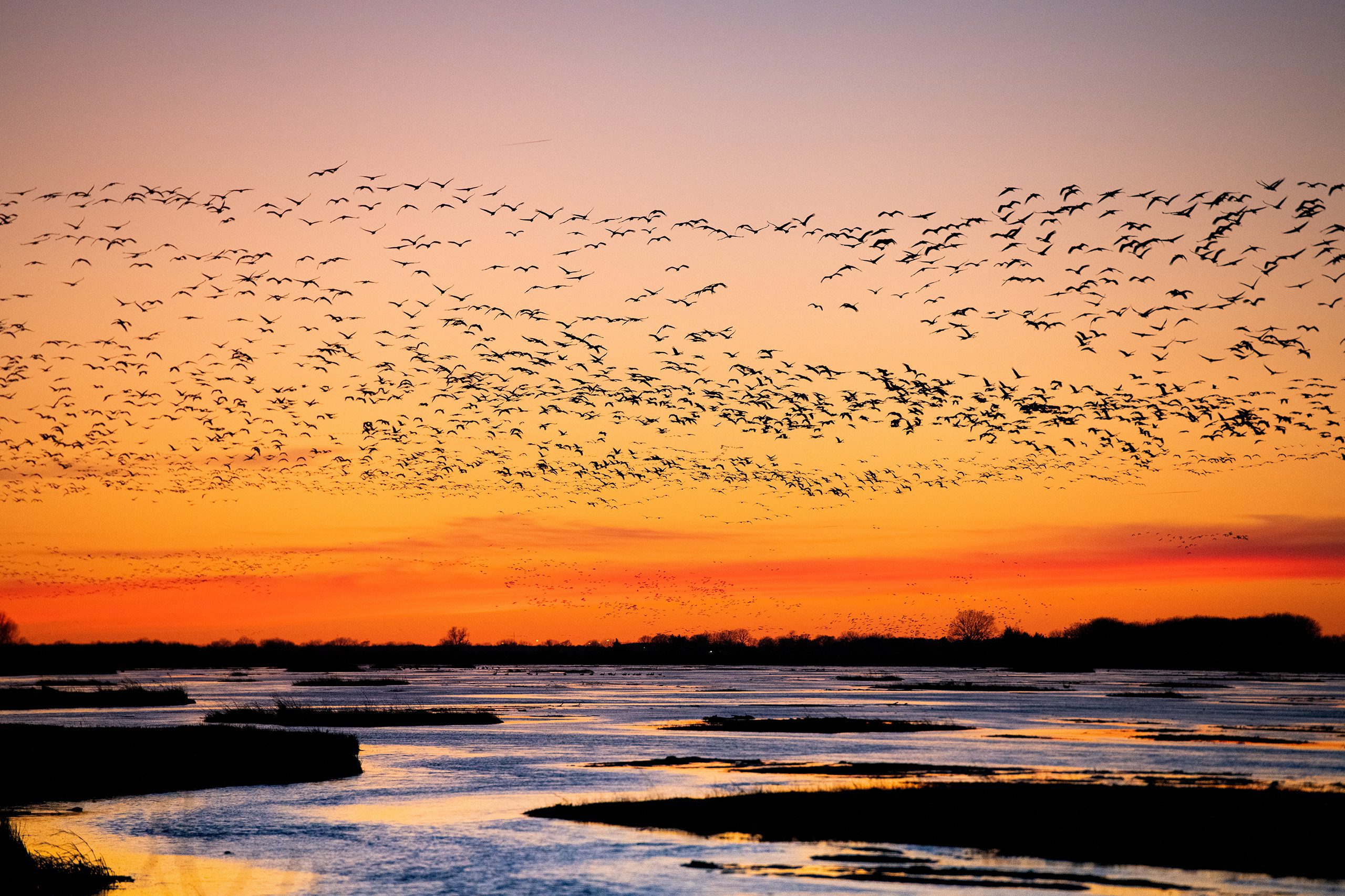 The Great Sandhill Crane Migration flying over a river at sunset.
