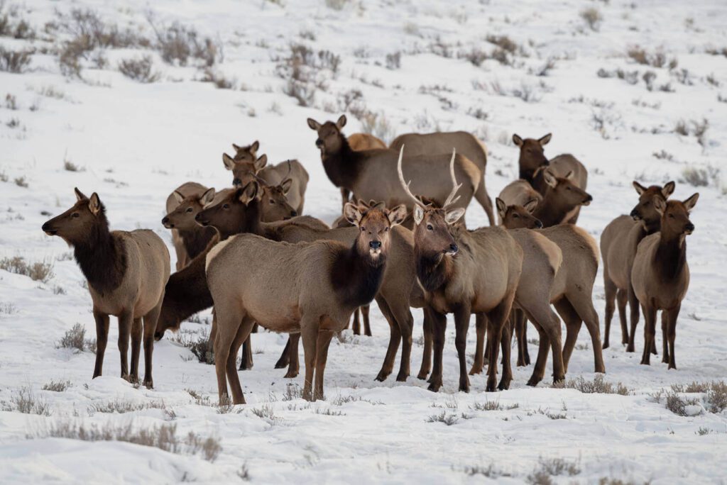 A herd of The Queen and King standing in the snow.