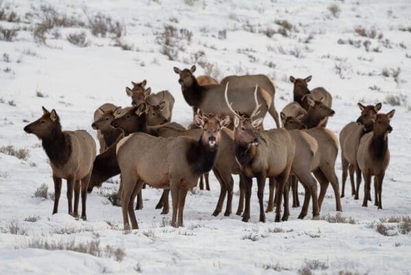 A herd of The Queen and King standing in the snow.