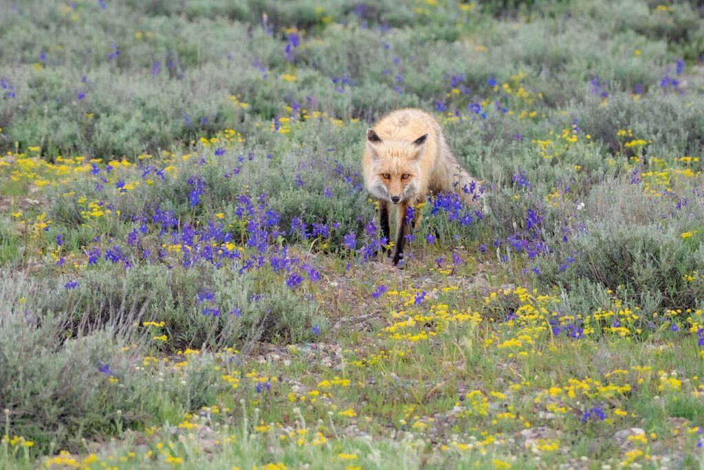 A fox walks through Through the Wildflowers.