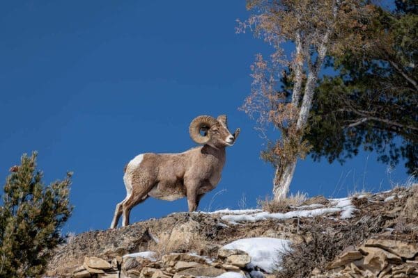 A ram standing on Top of the Hill.