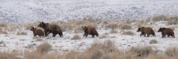 A group of grizzly bears walking in the snow.