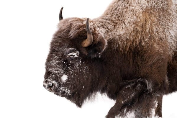 A Winter Bison standing on a white background.