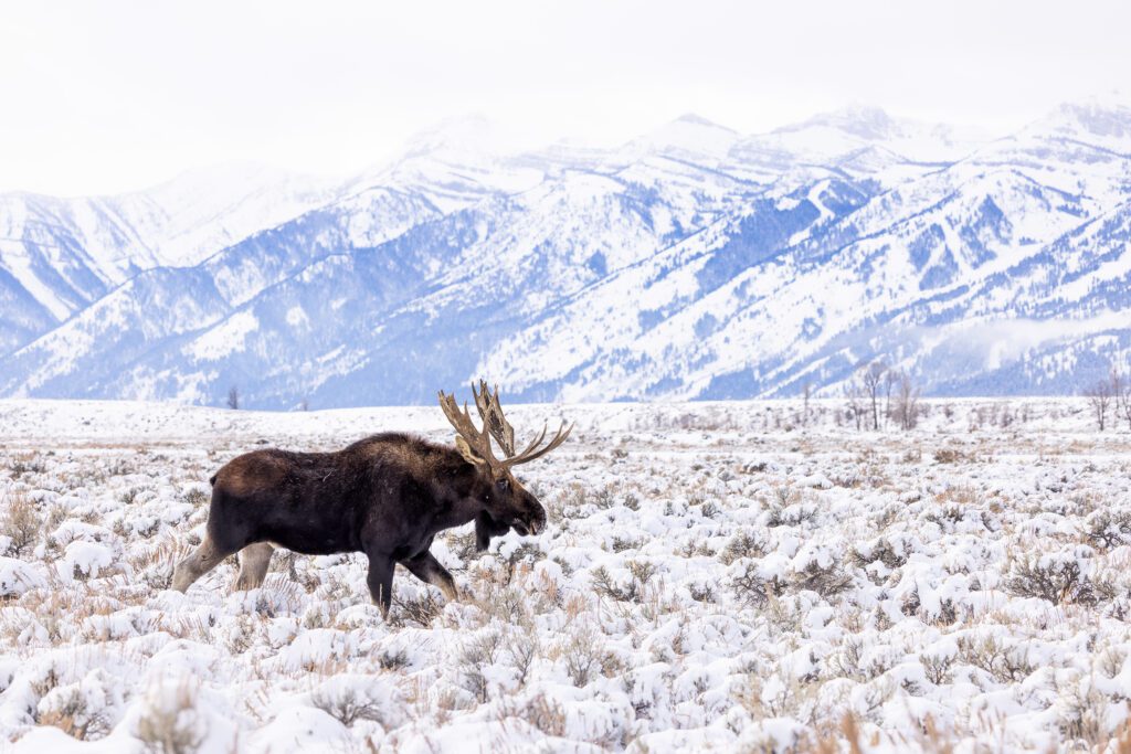 Winter Moose in the Tetons walking through a snowy field with mountains in the background.