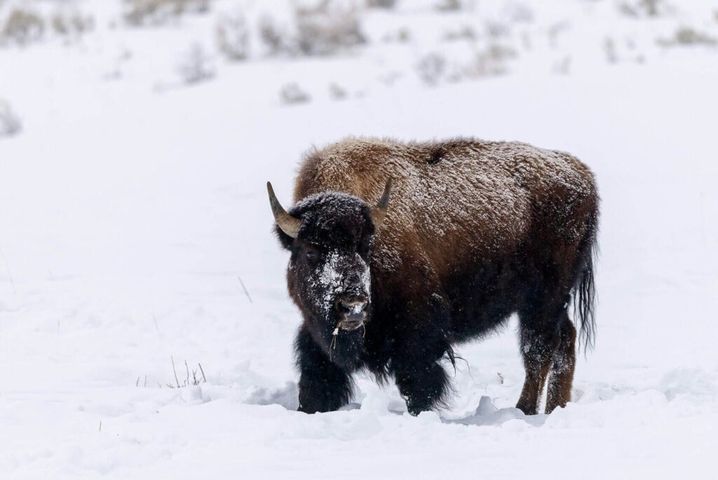 Yellowstone Bison in the snow in Yellowstone National Park.