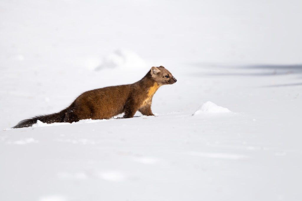 A brown and yellow Yellowstone Cutie walking through the snow.