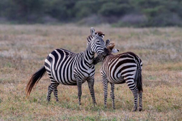 Two Zebra Love standing in a grassy field.
